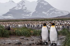 Капские пингвины