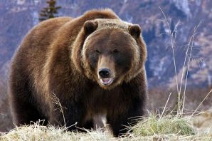Канадский медведь гризли