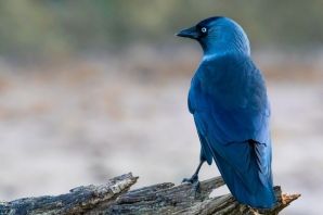 Шриланкийская голубая ворона