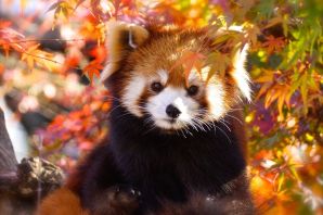 Красная енотовидная панда