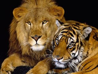 Тигр и лев вместе