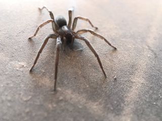 Черный отшельник паук