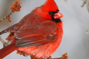 Красная птица в сибири