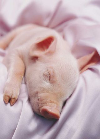 Спящие свиньи