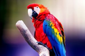 Язык попугая ара