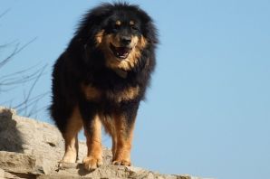 Порода собак монгольский волкодав