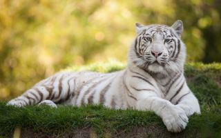 Амурский тигр белый тигренок
