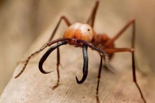 Кочевой муравей эцитон бурчелли
