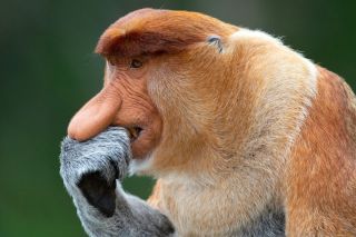 Большеносая обезьяна
