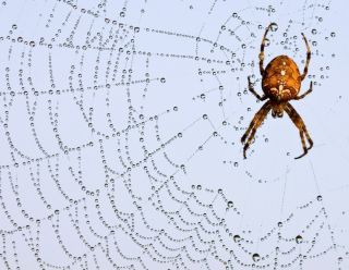 Мраморный крестовик паук