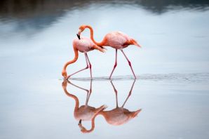 Фламинго в татарстане