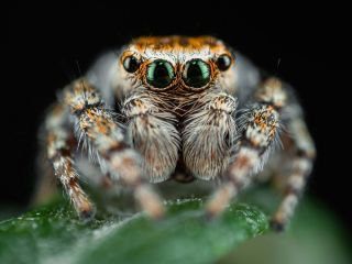 Крымский паук скакун