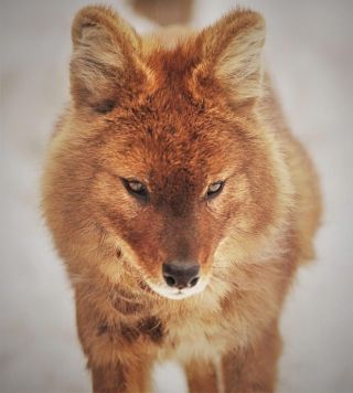 Большой рыжий волк