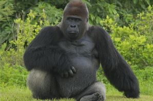 Гигантская горилла