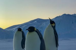 Пингвины и полярники в антарктиде