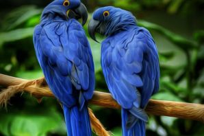 Синий гиацинтовый ара