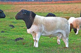 Мясная порода овец дорпер