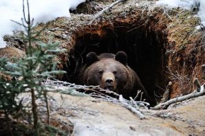 Зимняя спячка бурого медведя