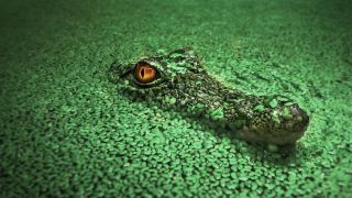 Большой зеленый крокодил