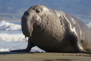 Тюлень южный морской слон