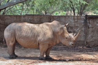 Трехрогий носорог