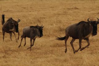 Черная антилопа гну
