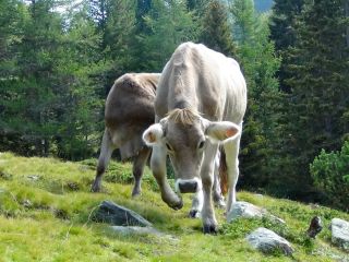 Дикие коровы в природе