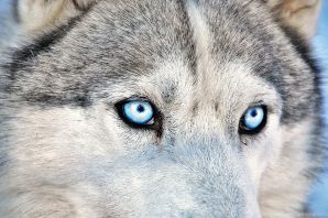 Красивый волк с голубыми глазами