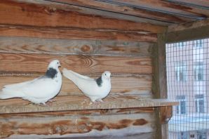 Казанские гривуны голуби