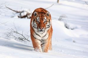 Амурский тигр царь сибири