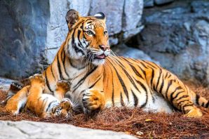 Амурский тигр самка