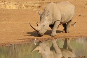 Западноафриканский носорог