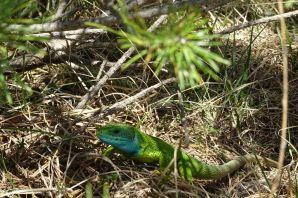 Виридис зеленая ящерица
