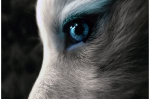 Красивый взгляд волка