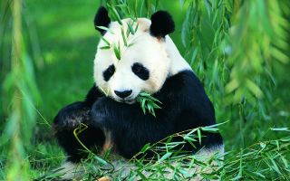 Большая панда бамбуковый медведь
