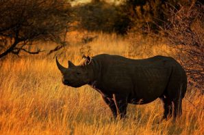 Западный африканский носорог