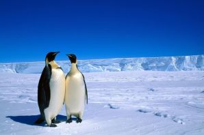 Животные арктики и антарктиды