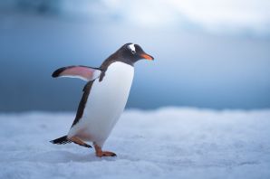 Виды пингвинов в антарктиде