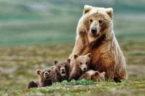 Медведь гризли с медвежатами