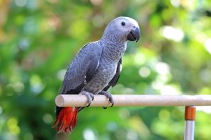 Говорящий краснохвостый жако попугай