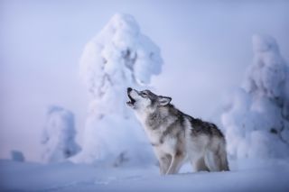 Волк в снегу