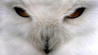 Белая птица с красными глазами