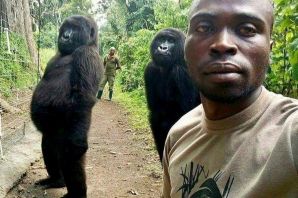Конго обезьяна