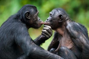 Обезьянки бонобо