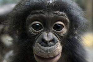 Горилла бонобо