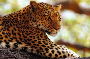 Голден леопард