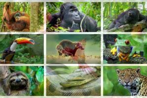 Животные влажных экваториальных лесов