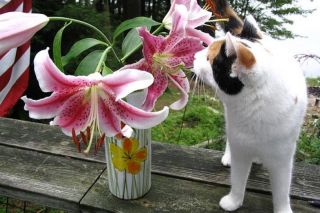 Цветы опасные для кошек