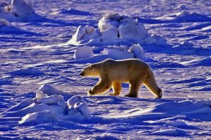 Животные арктических пустынь россии