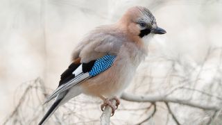 Птица с синими перьями на крыльях